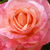 Różowy  - Róża wielkokwiatowa - Hybrid Tea - Silver Jubilee